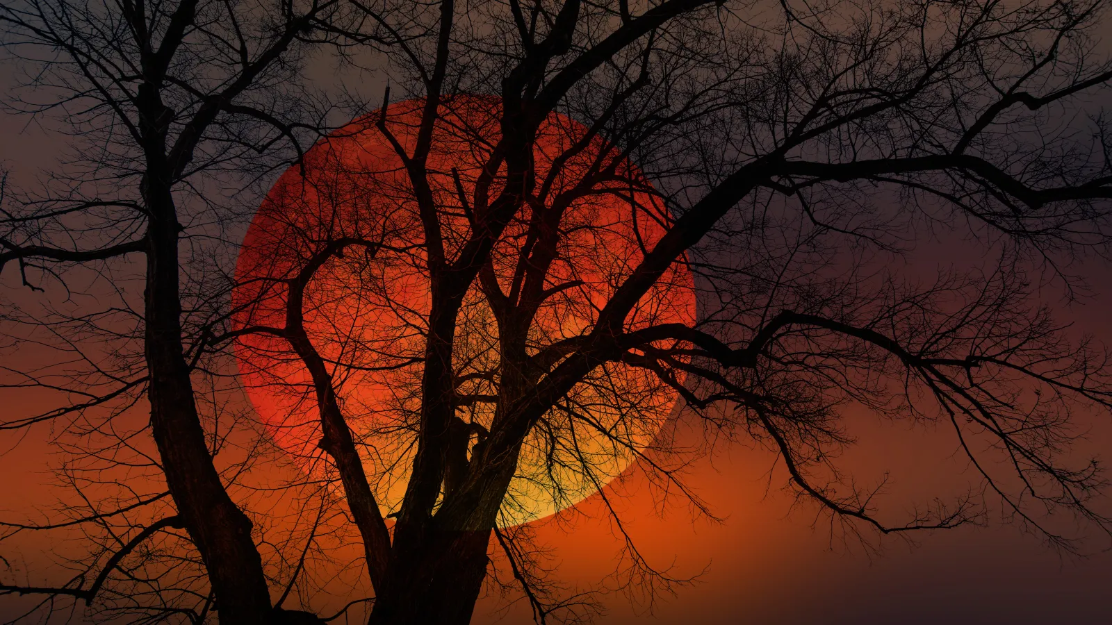 Blood moon rising behind a tree